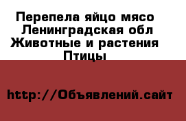 Перепела яйцо мясо - Ленинградская обл. Животные и растения » Птицы   